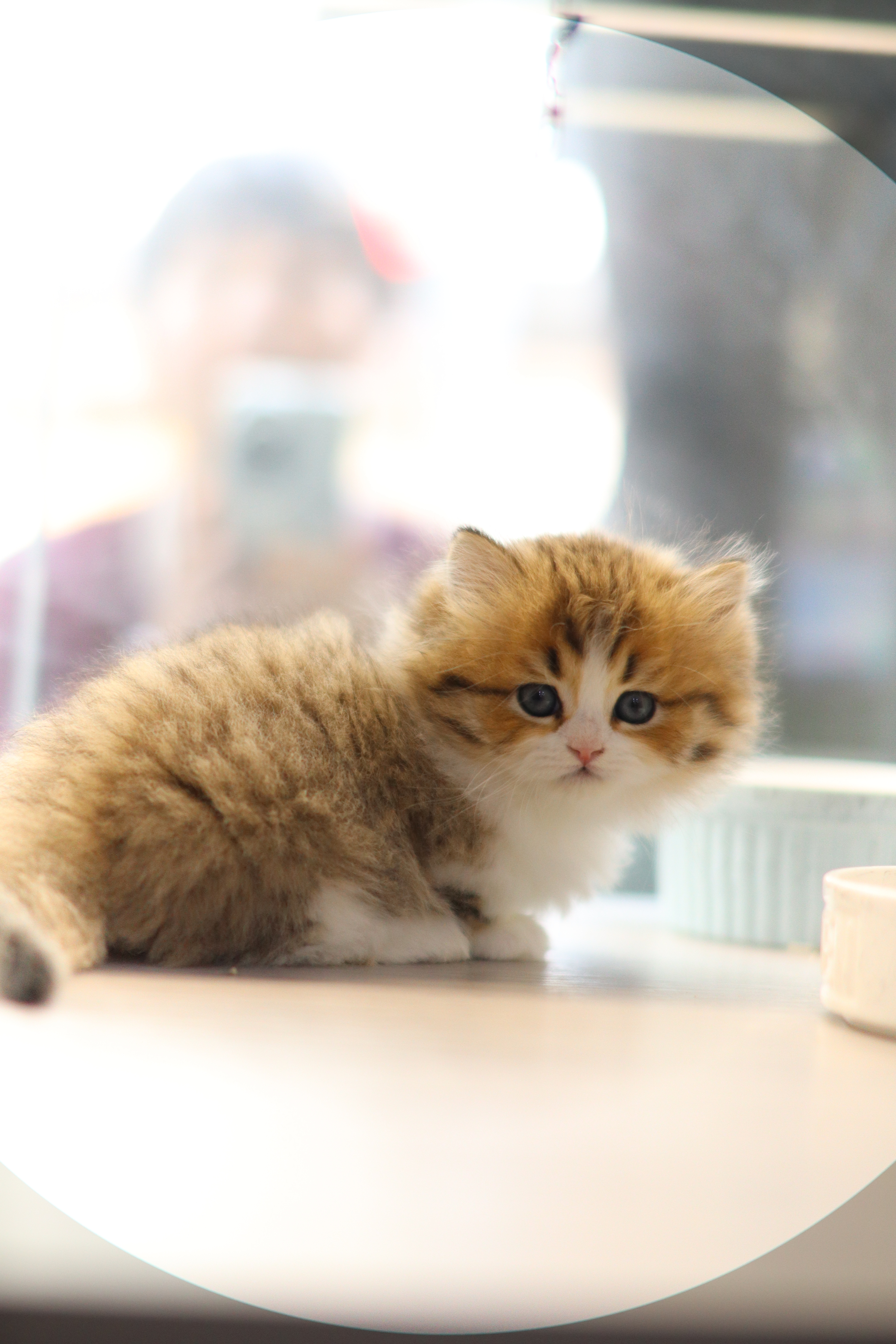 拿破崙 ｜ 金虎斑加白 ｜ 弟弟 ｜ 豬仔包