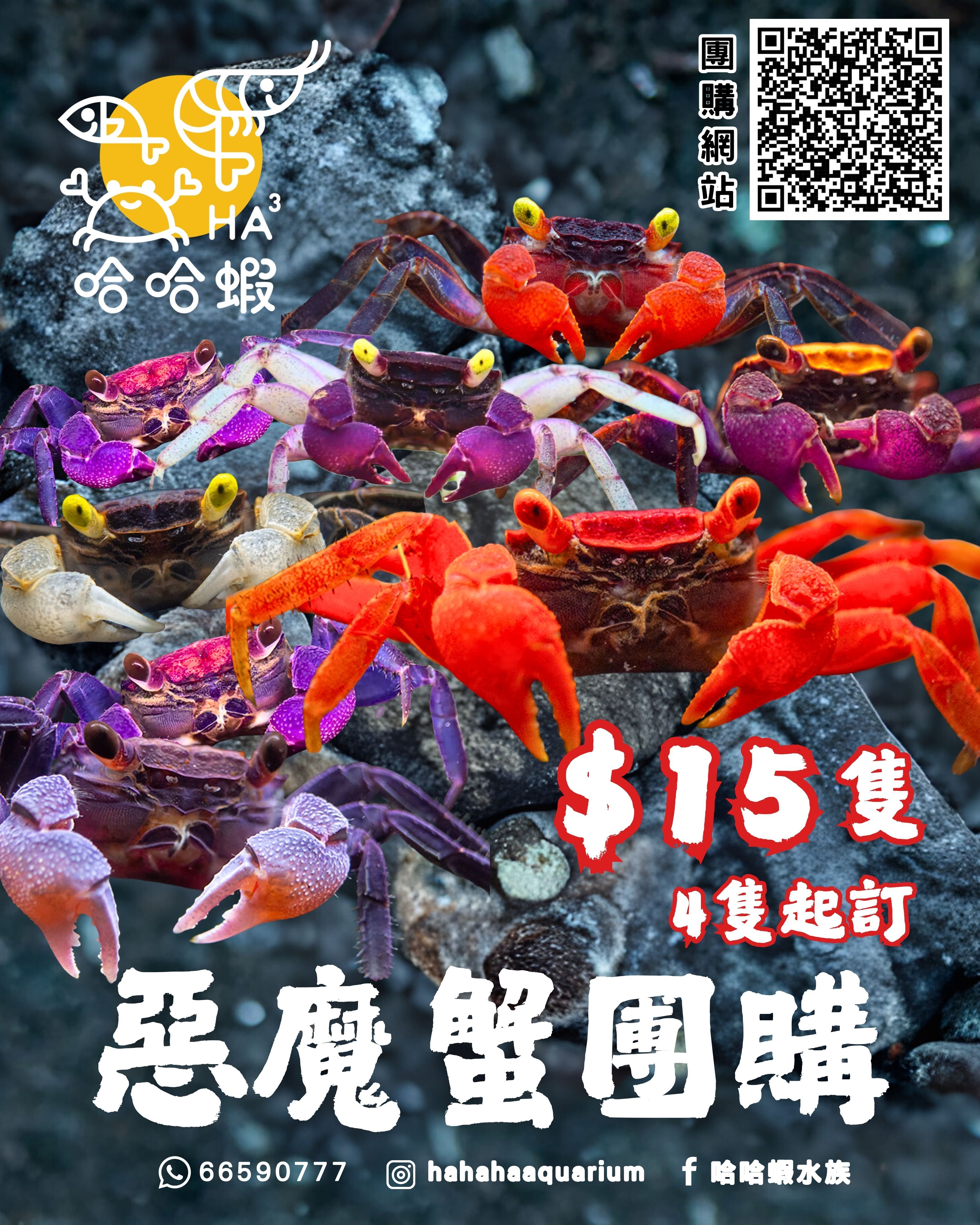 印尼惡魔蟹團購 （非現貨）