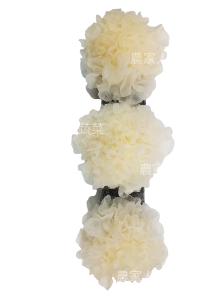 新鮮雪耳（1朵）