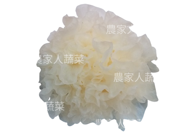 新鮮雪耳（1朵）