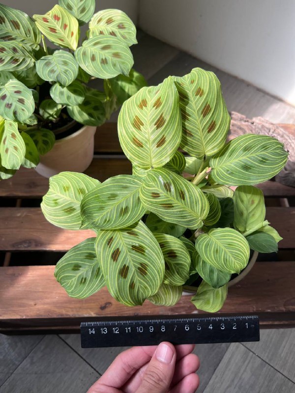 Maranta leuconeura 'Light Veins' 金脈豹紋竹芋