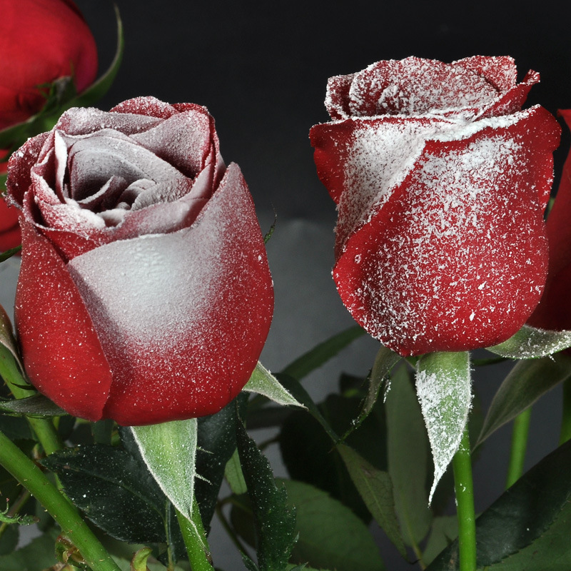 【台灣現貨速發】聖誕噴雪 花藝噴雪 噴漆 聖誕節