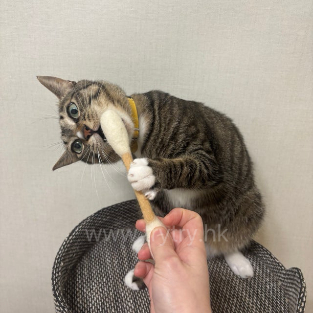 韓國直送_巨化版棉籤（羊毛+貓草）貓玩具