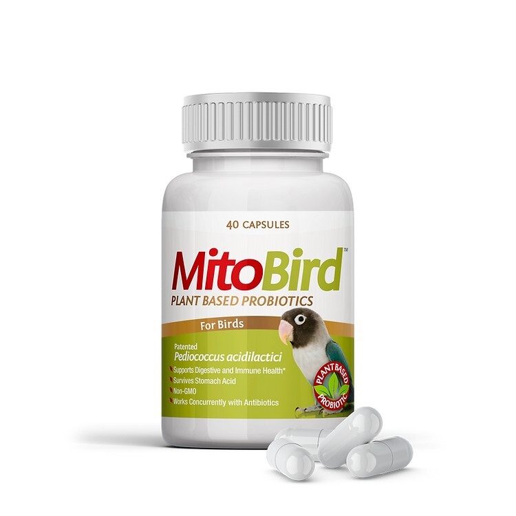 MitoBird™ 鳥用植物性益生菌膠囊－腸道及免疫支援（每粒 10 億活性菌）