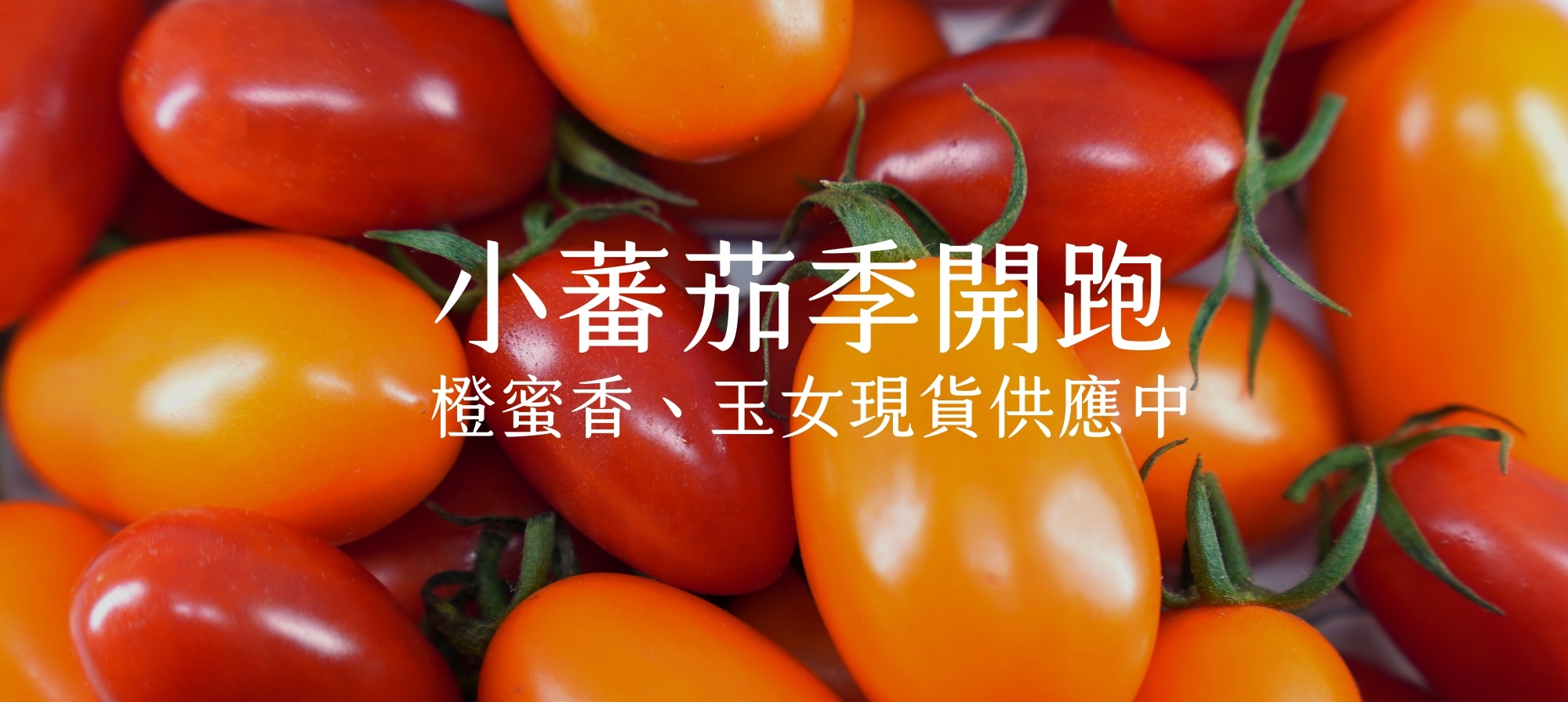 小蕃茄季
