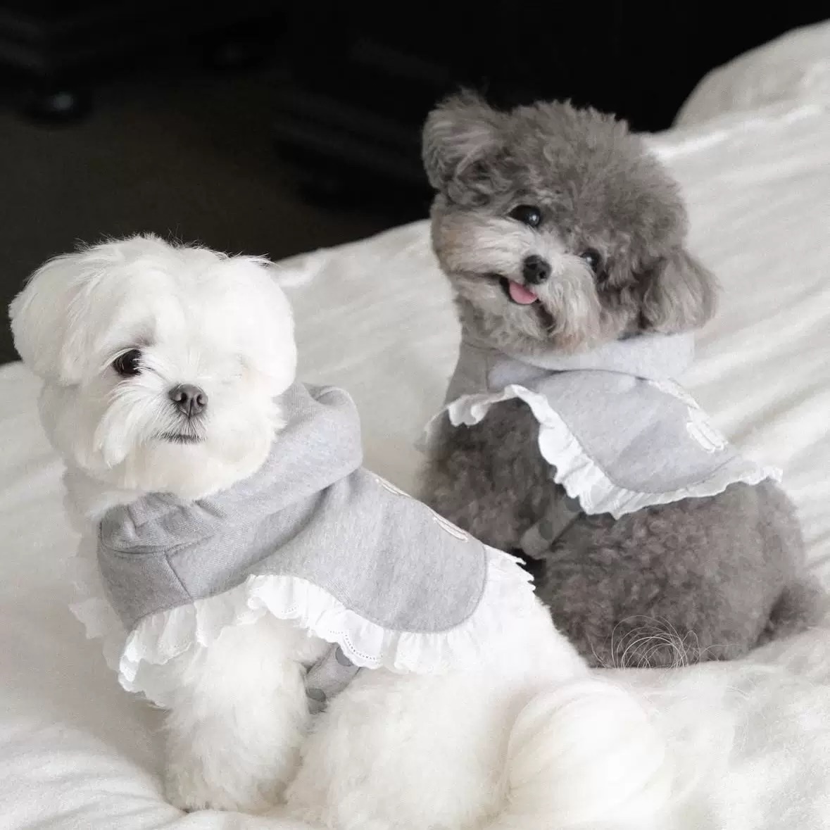 大熱款 韓國熊熊小披肩「寵物保暖披肩」