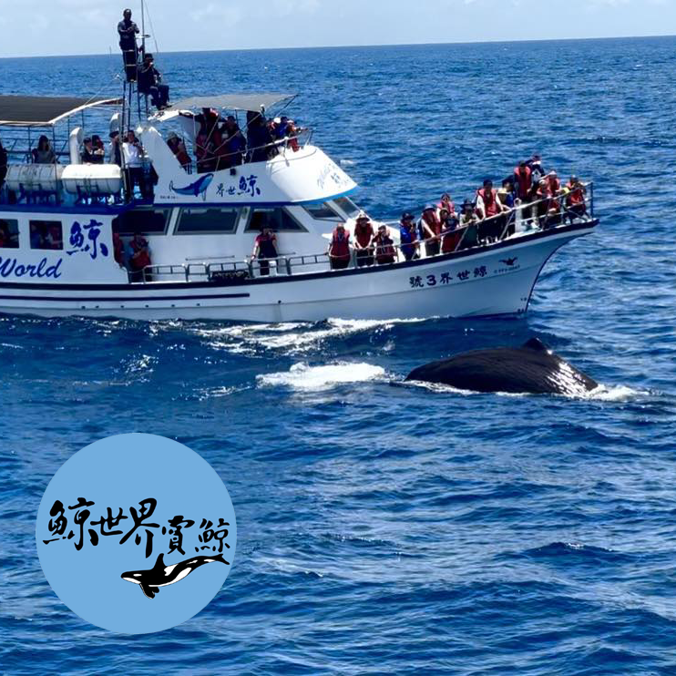 【花蓮】鯨世界-賞鯨豚生態之旅Ⓗ