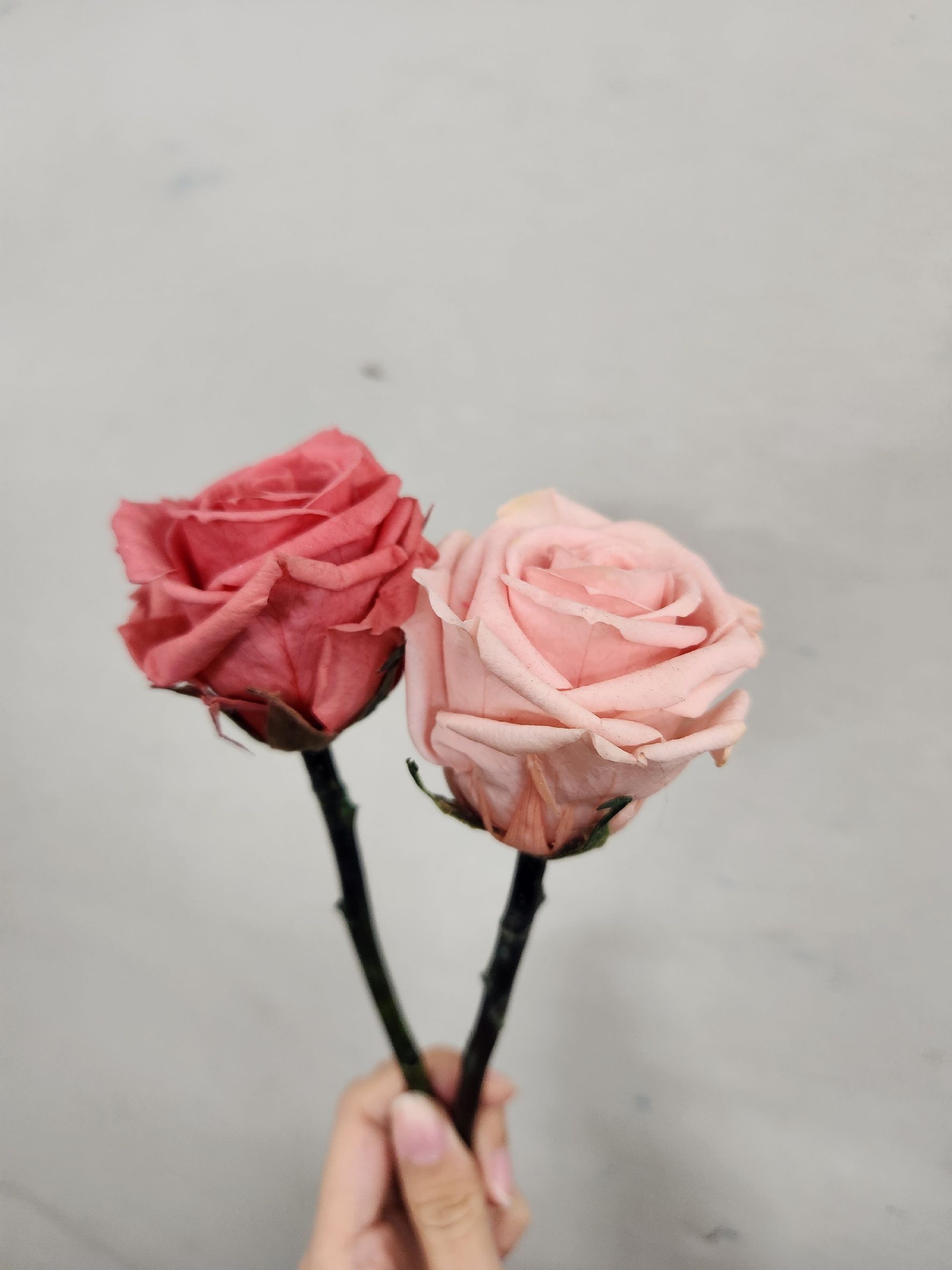 單枝永生小玫瑰（六色）