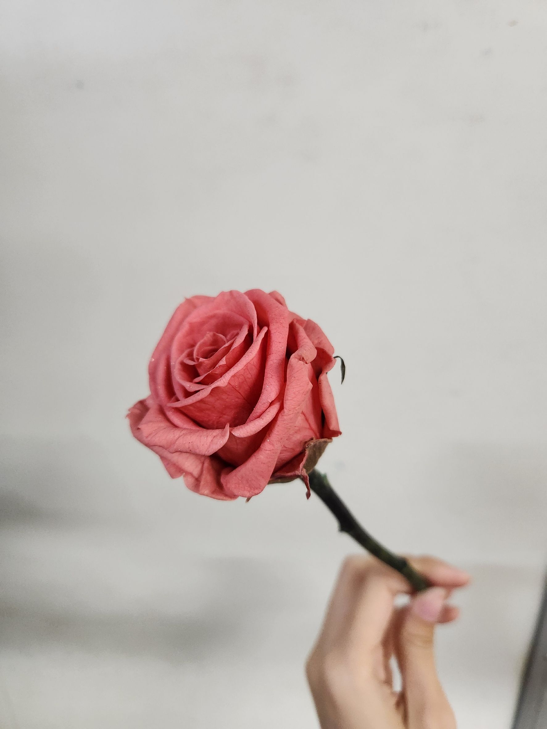 單枝永生小玫瑰（六色）