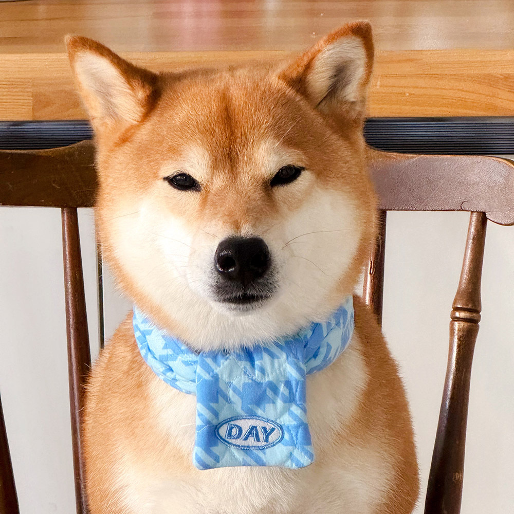 【預購】cuddly day｜藍色千鳥格圍巾