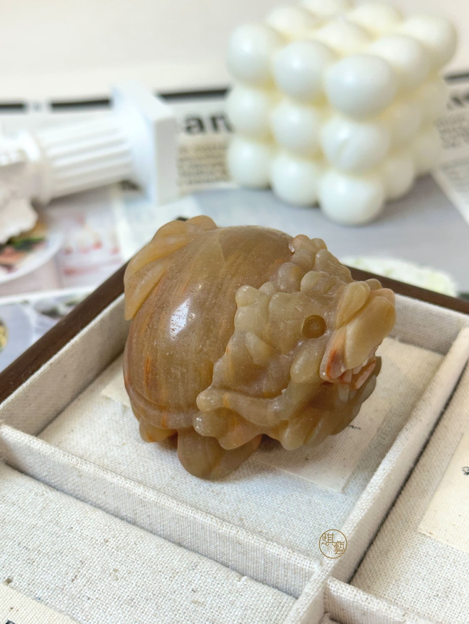 多肉方解龍龜｜招財守財 × 鎮宅化煞 × 穩定能量