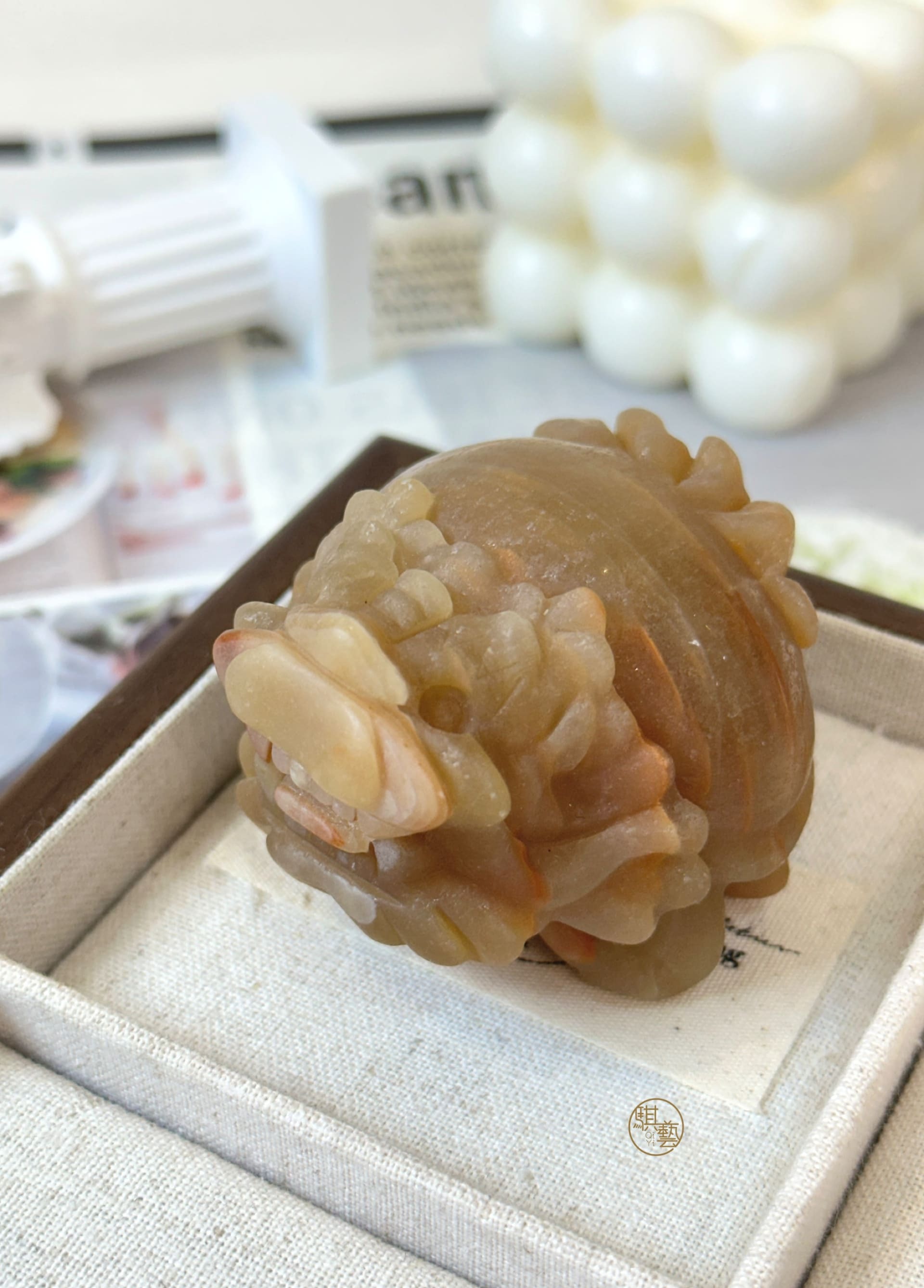 多肉方解龍龜｜招財守財 × 鎮宅化煞 × 穩定能量