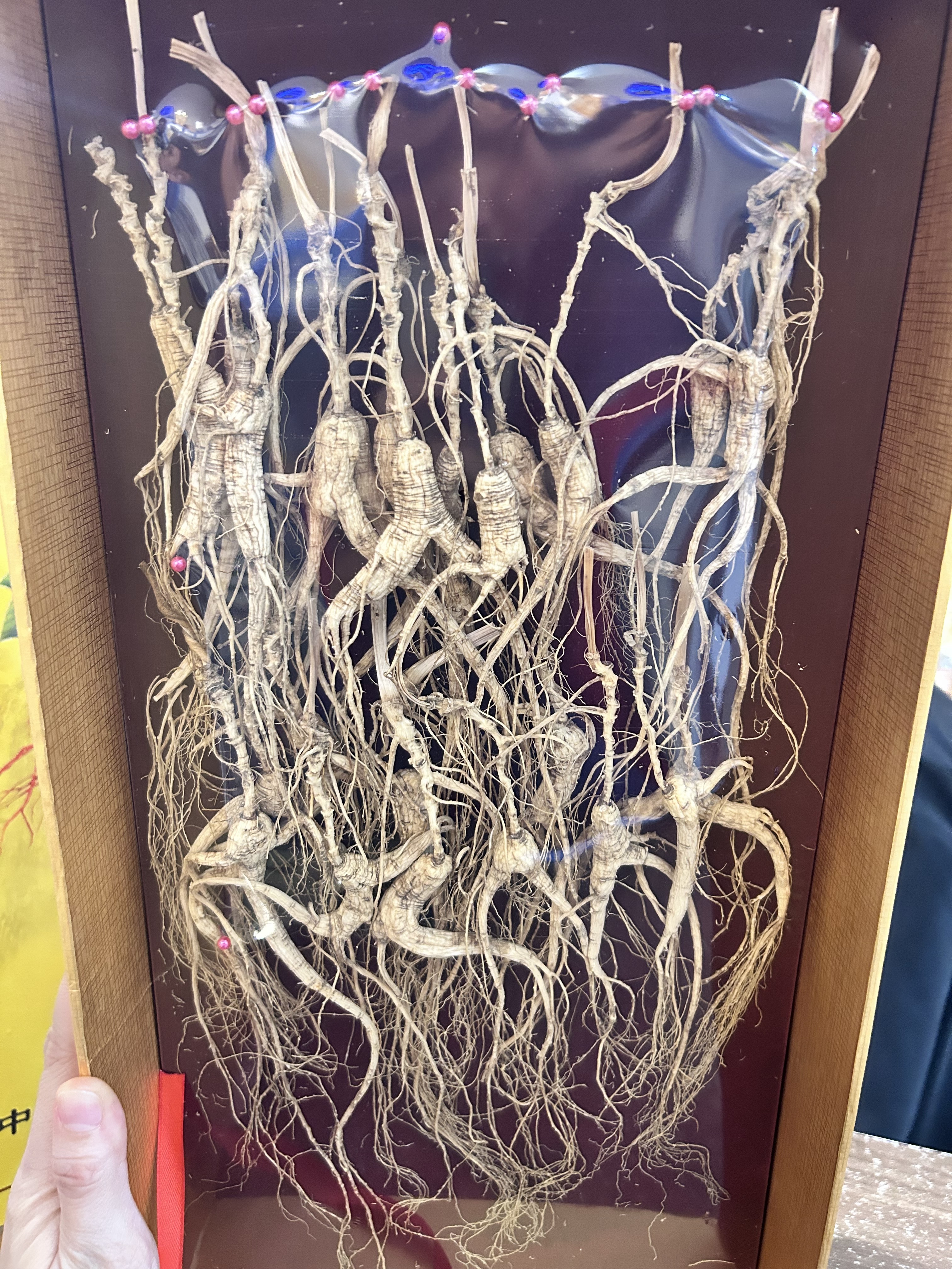 H20581 長白山林下野山參