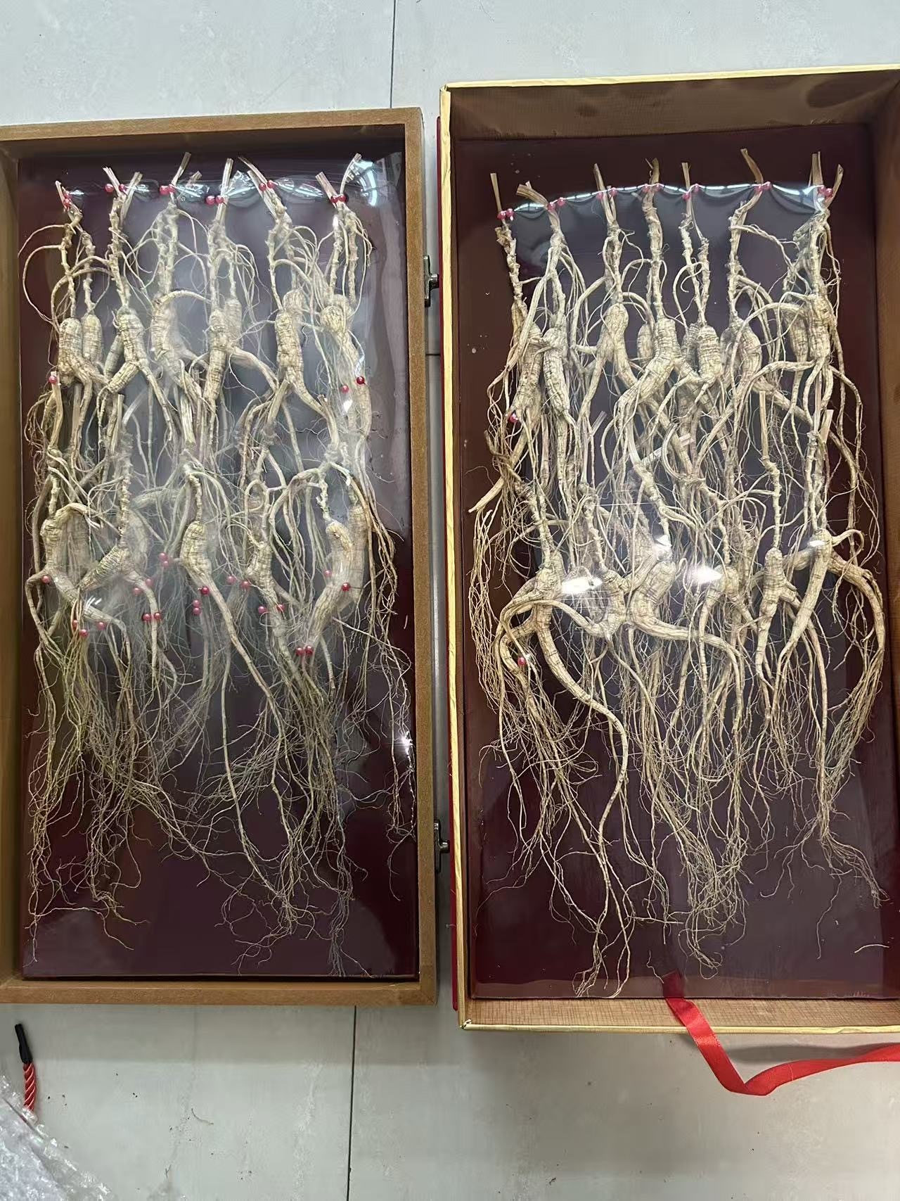 H20581 長白山林下野山參