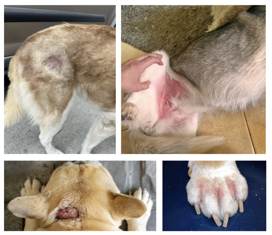 狗狗異位性皮膚炎,指尖炎,濕疹,脫皮,狗狗皮膚黴菌,潮濕引起濕疹紅癢