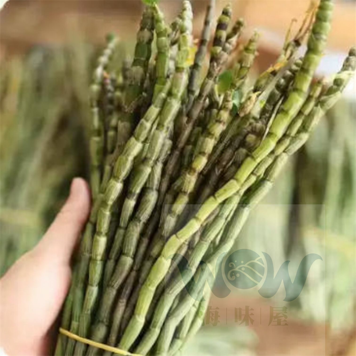 H20585 新鮮鐵皮石斛