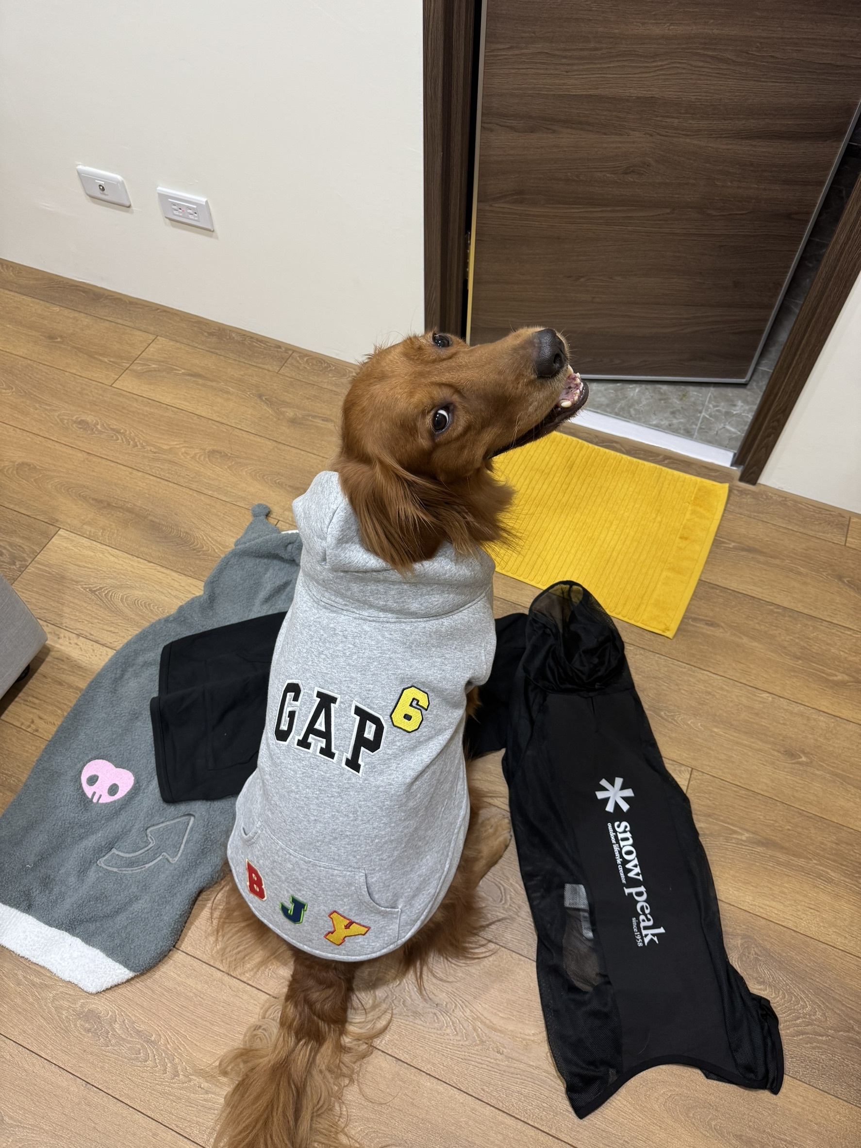 #日本代購現貨 GAP 寵物帽Tee 三色