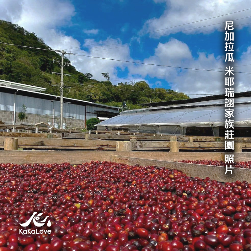 尼加拉瓜 水洗 米耶瑞詡家族 足跡莊園 橘波旁