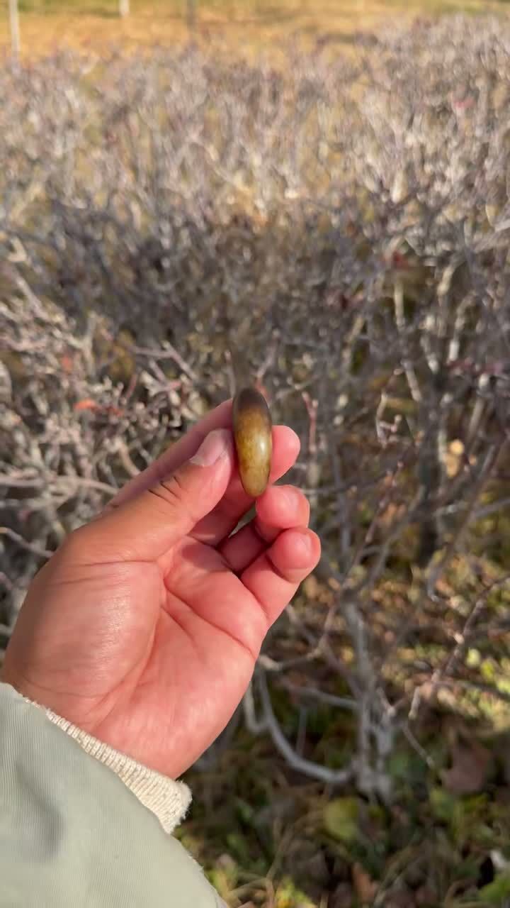 127721 和田玉原籽