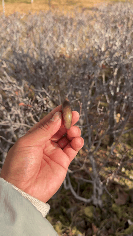 127721 和田玉原籽