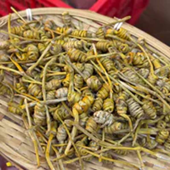 RV041 龍頭鳳尾石斛 150G