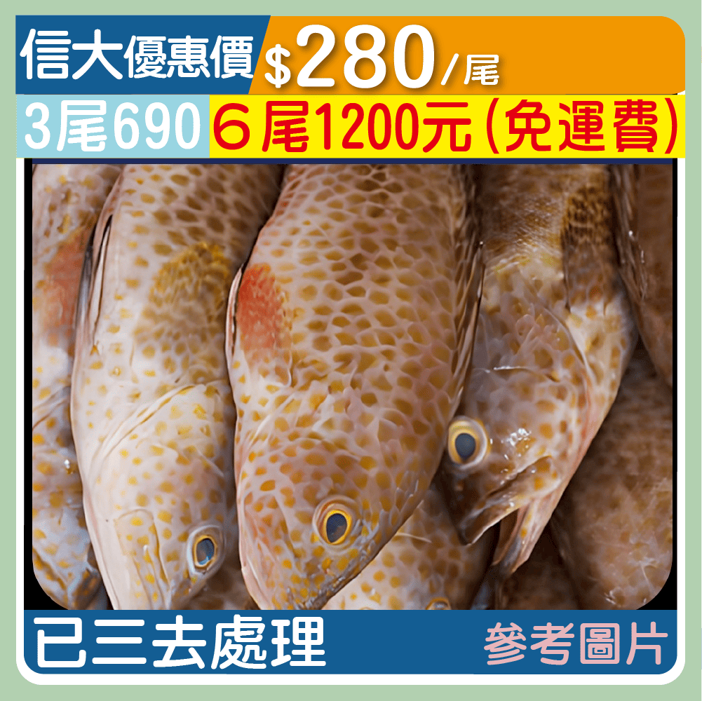 信大嚴選海鮮系列-野生石斑魚/尾