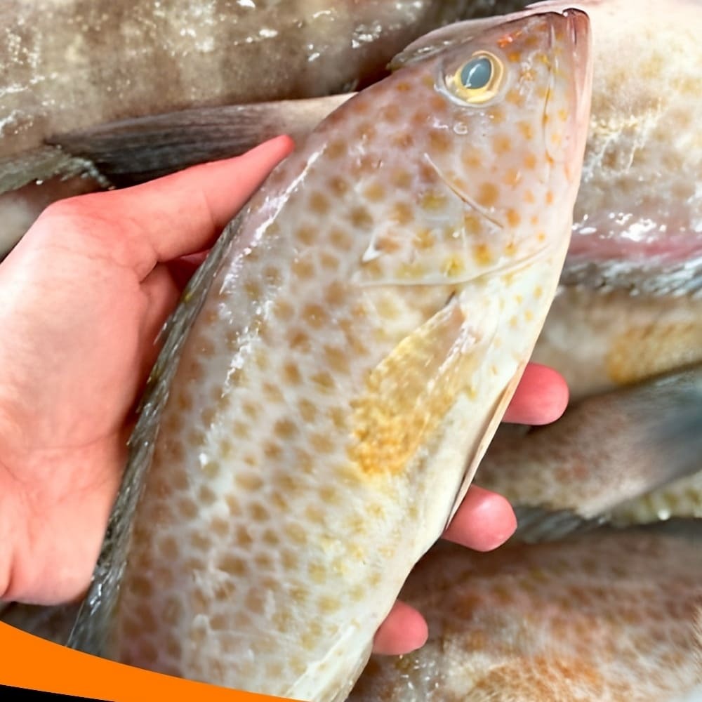 信大嚴選海鮮系列-野生石斑魚/尾