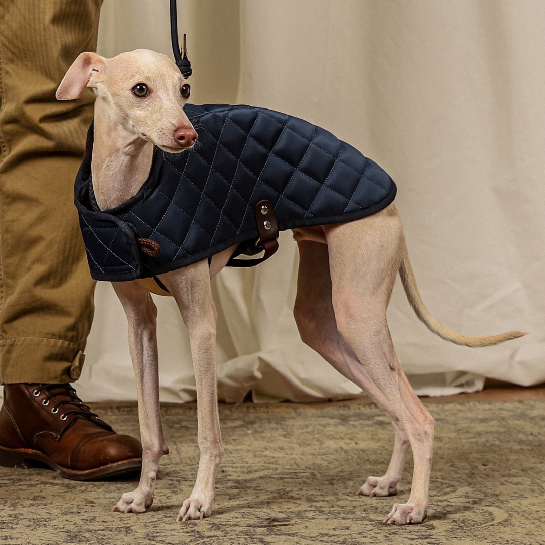 quilting jacket寵物絎縫夾克