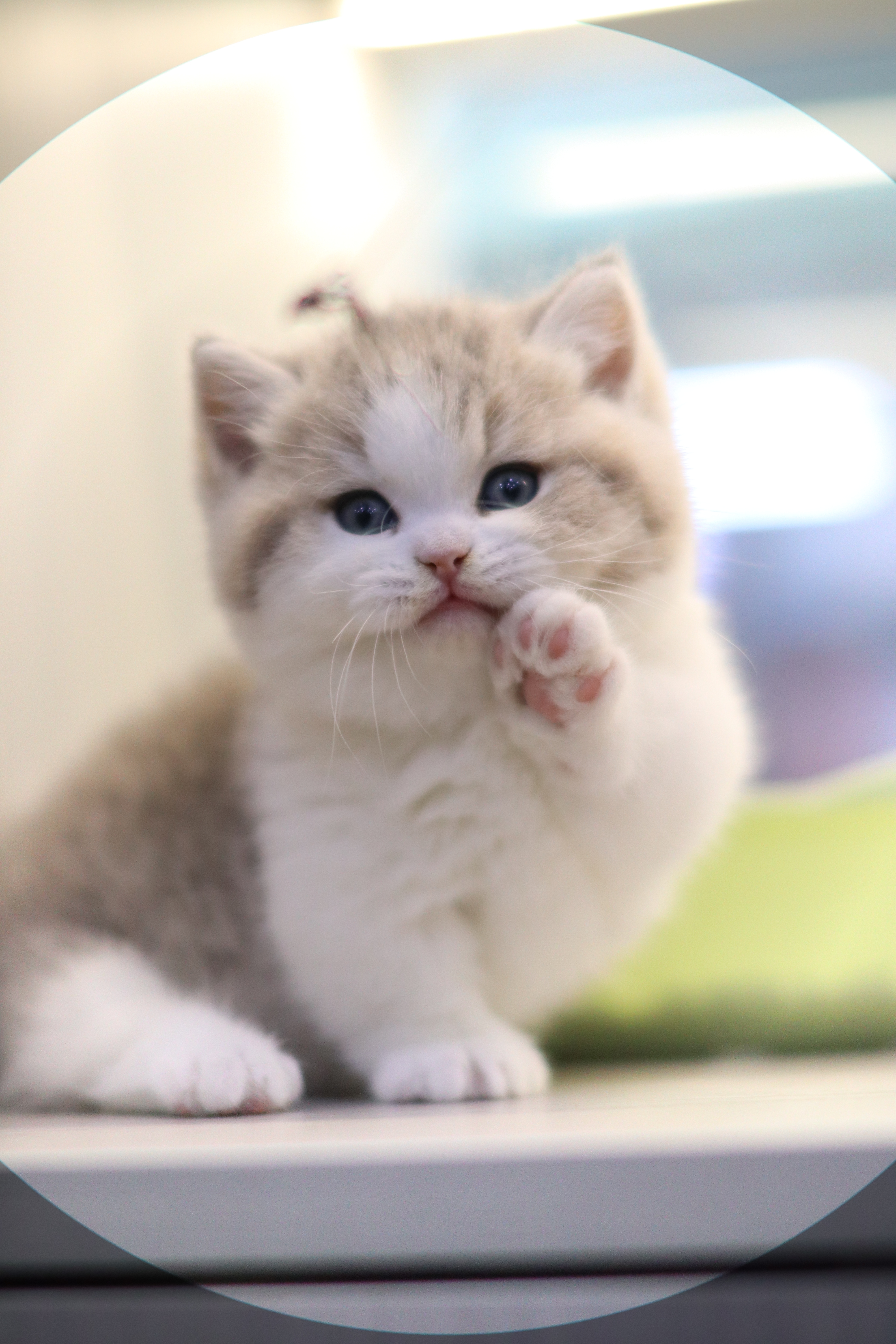 曼基 ｜ 藍金加白 ｜ 弟弟 ｜ 小波子