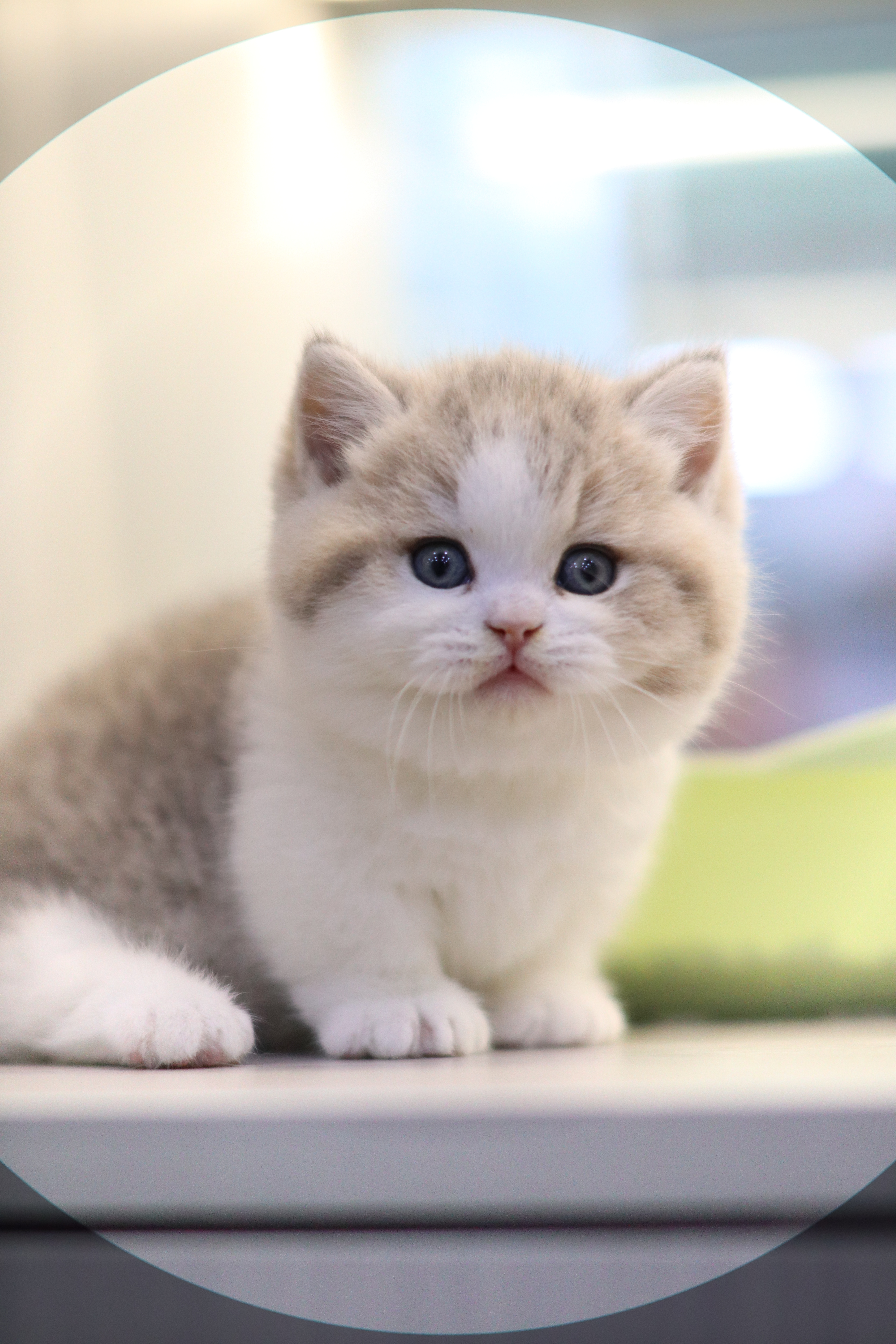 曼基 ｜ 藍金加白 ｜ 弟弟 ｜ 小波子