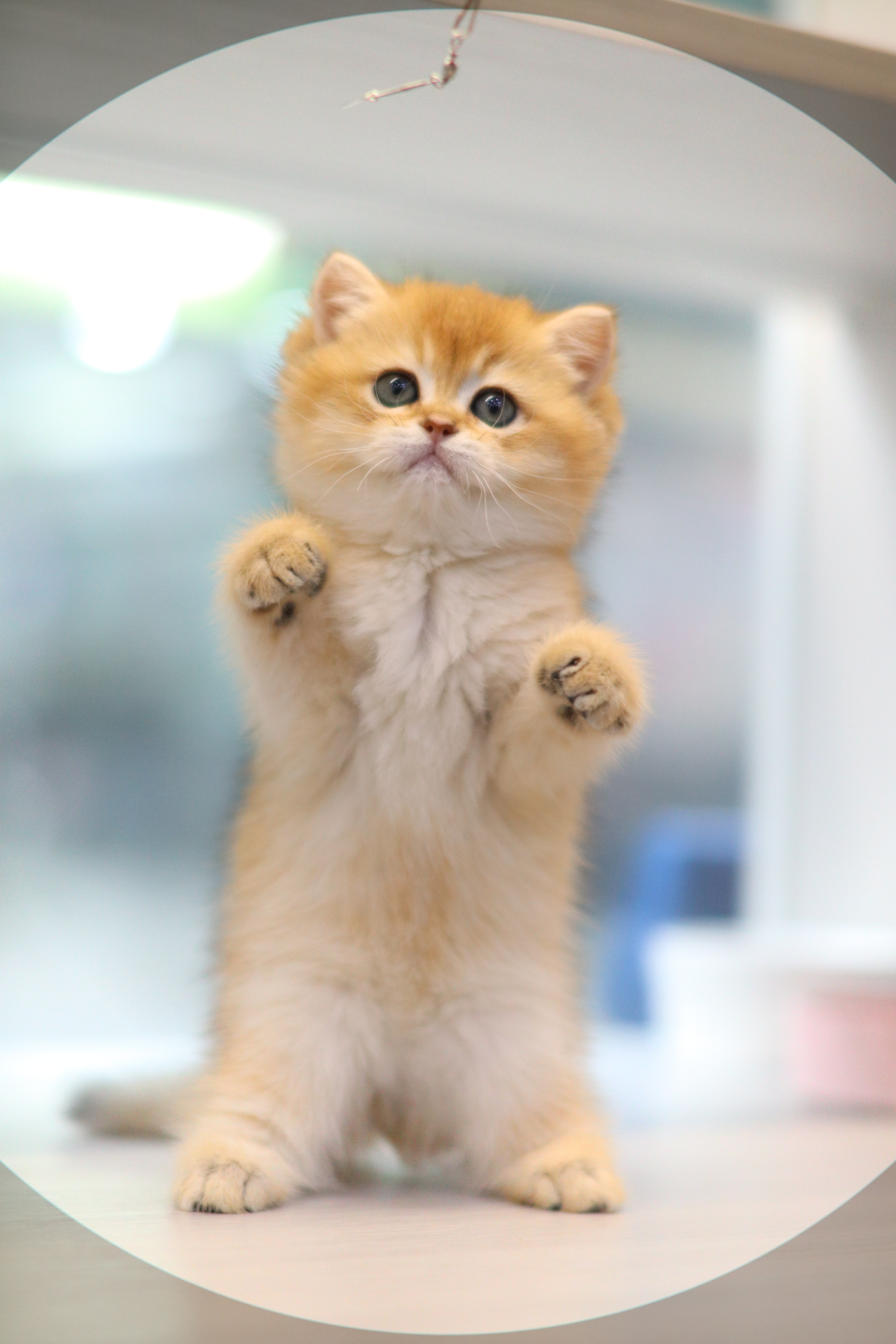 英短 ｜ 金影 ｜ 弟弟 | 香焦焦