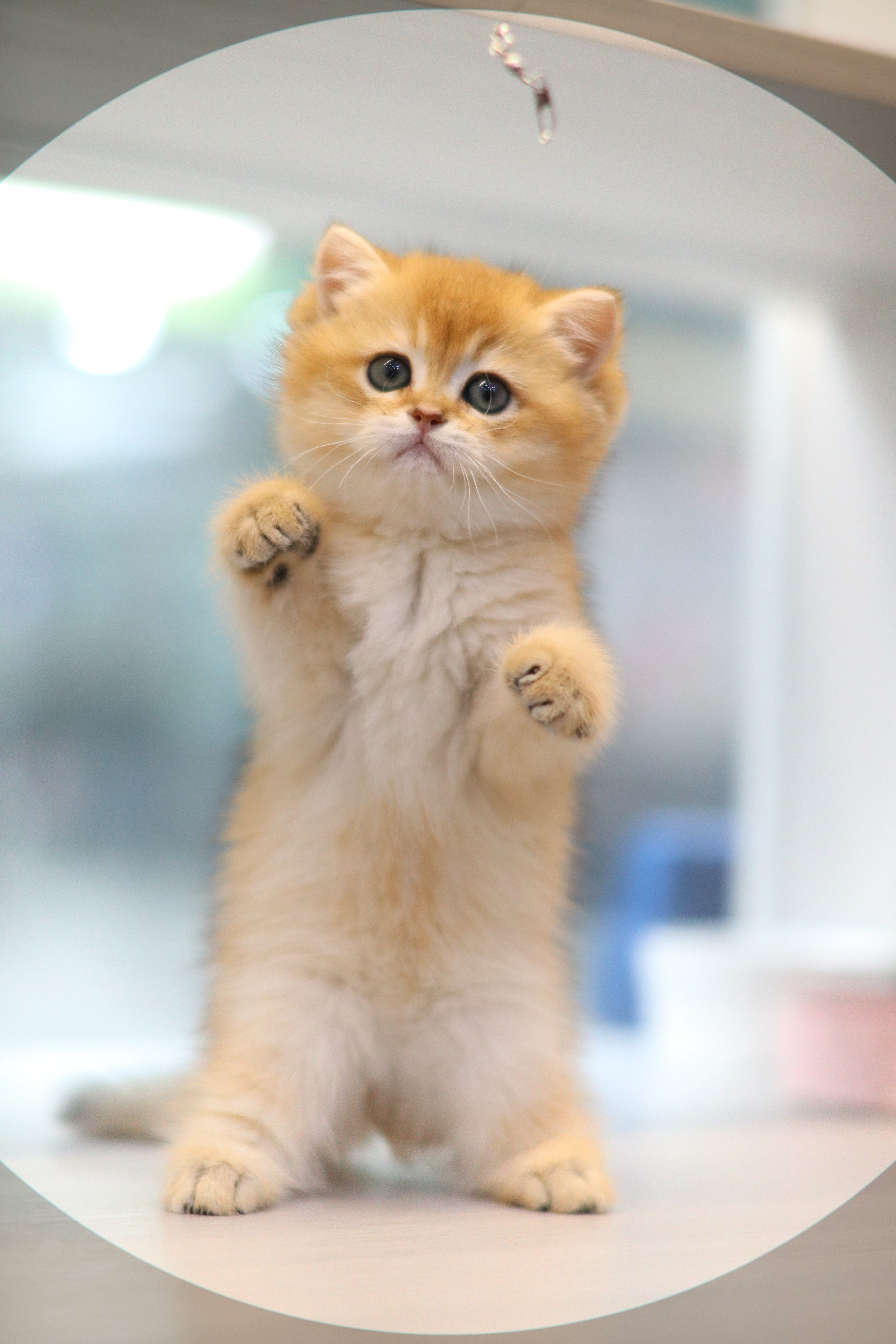 英短 ｜ 金影 ｜ 弟弟 | 香焦焦