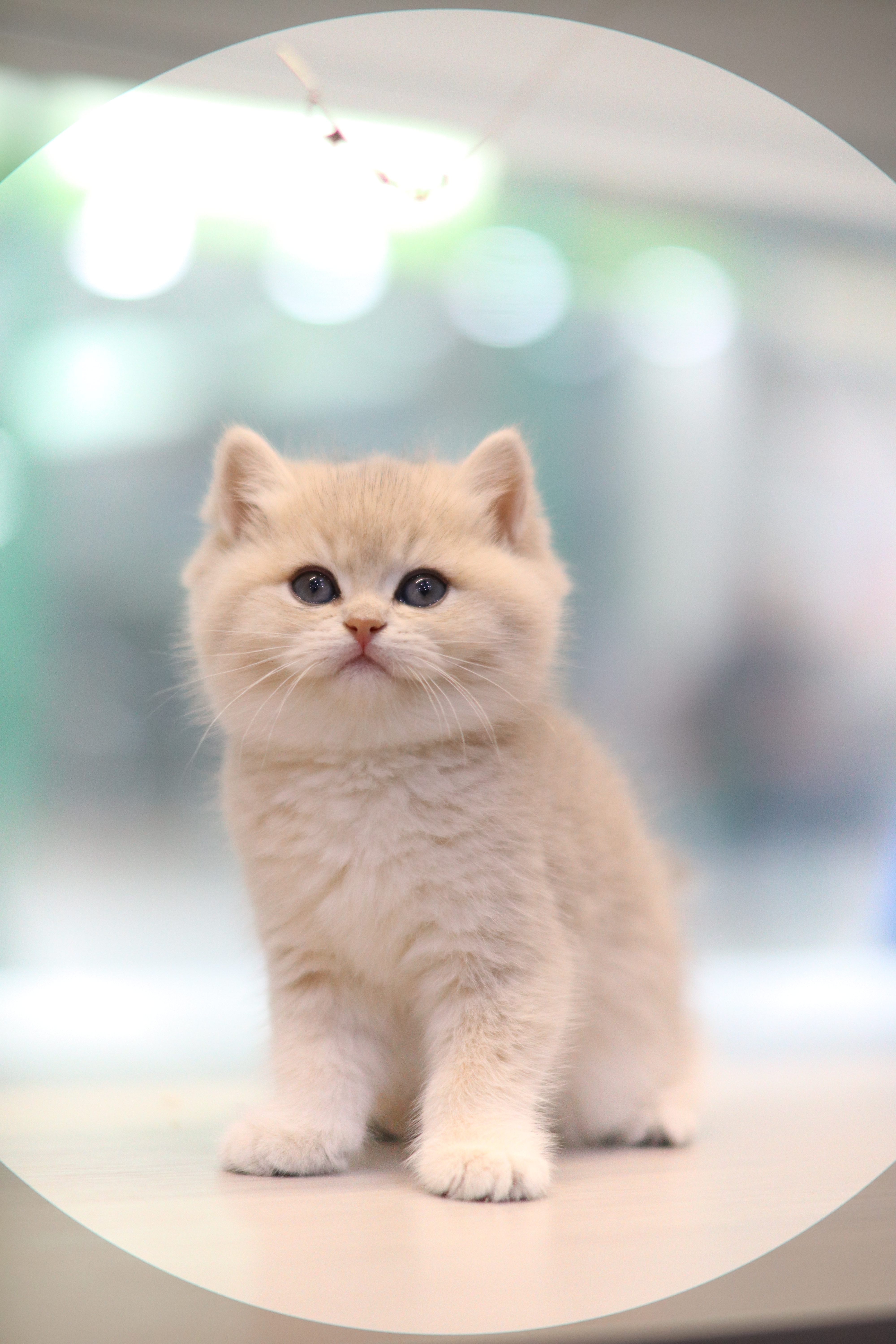 英短 ｜ 藍金 | 妹妹 | 哈蜜蜜