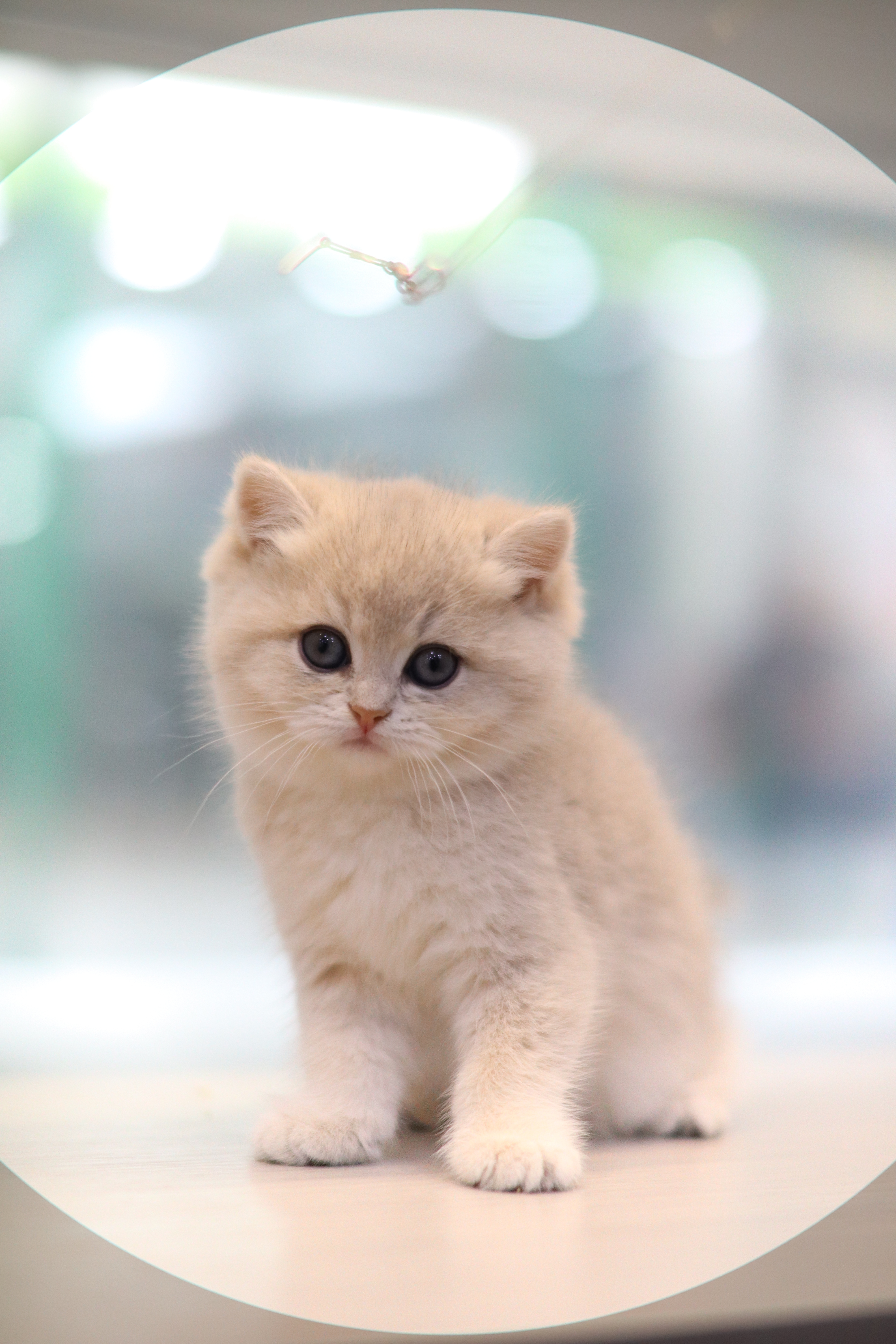 英短 ｜ 藍金 | 妹妹 | 哈蜜蜜