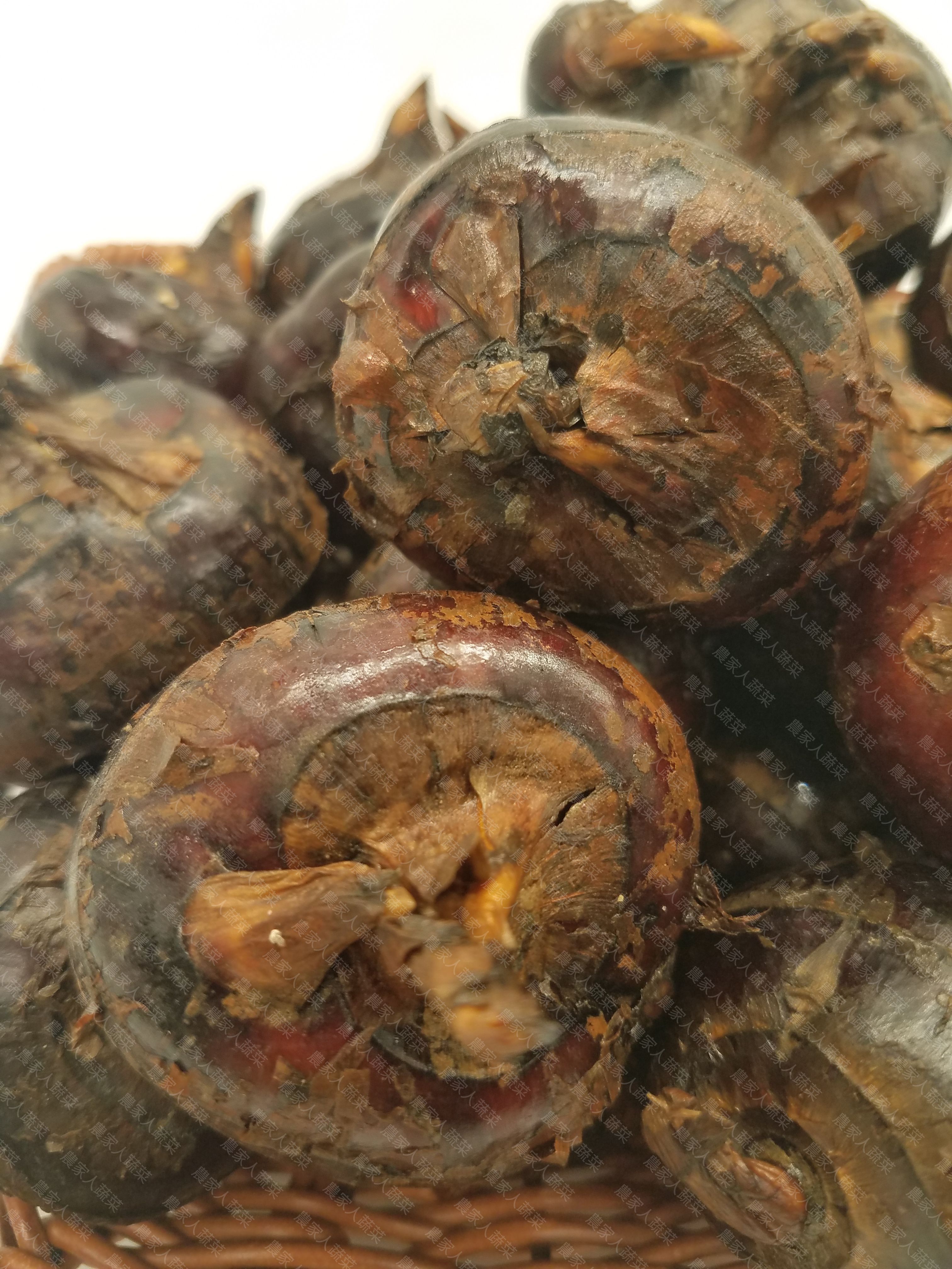 特大粒馬碲（約300克）