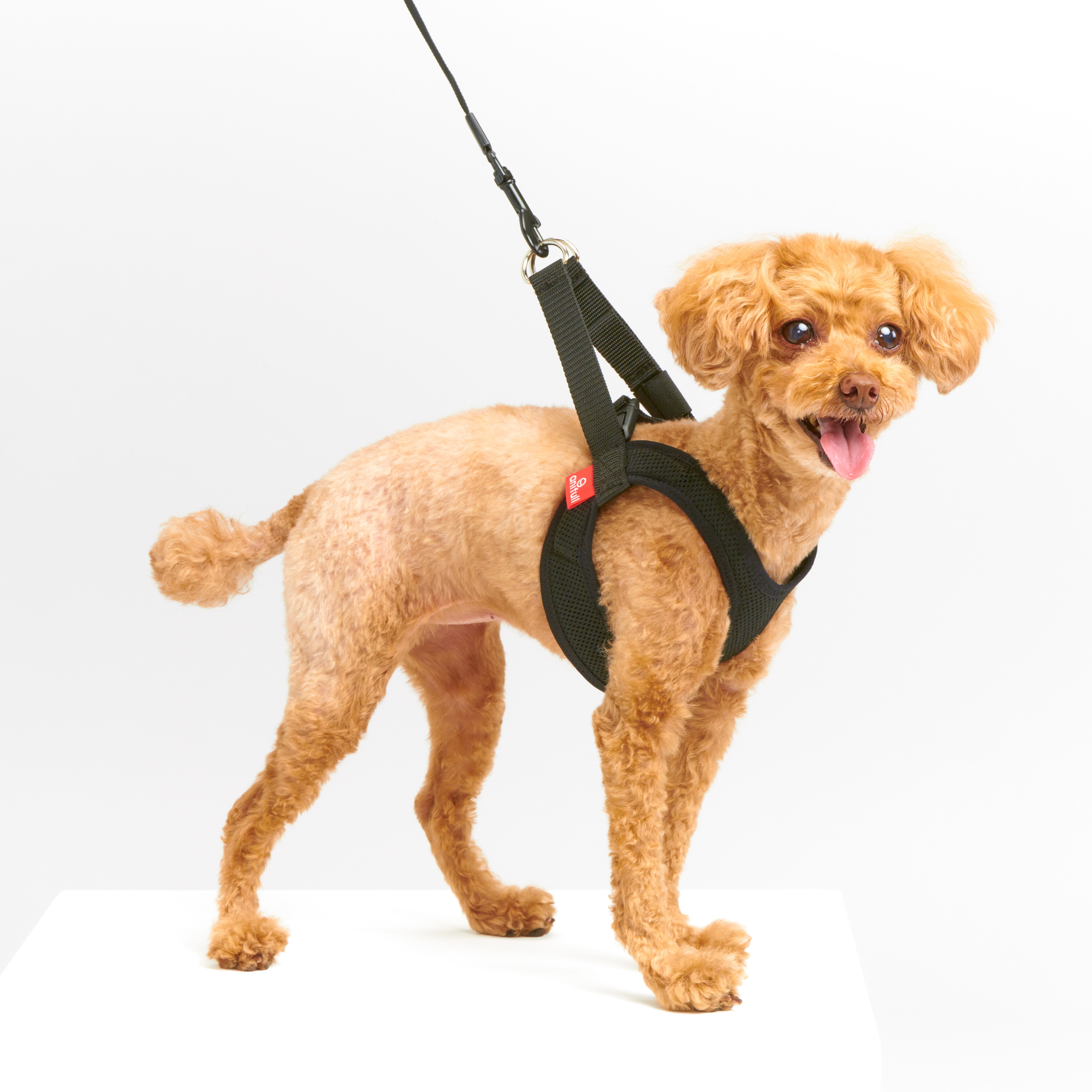 anifull 抗壓護氣管胸背帶