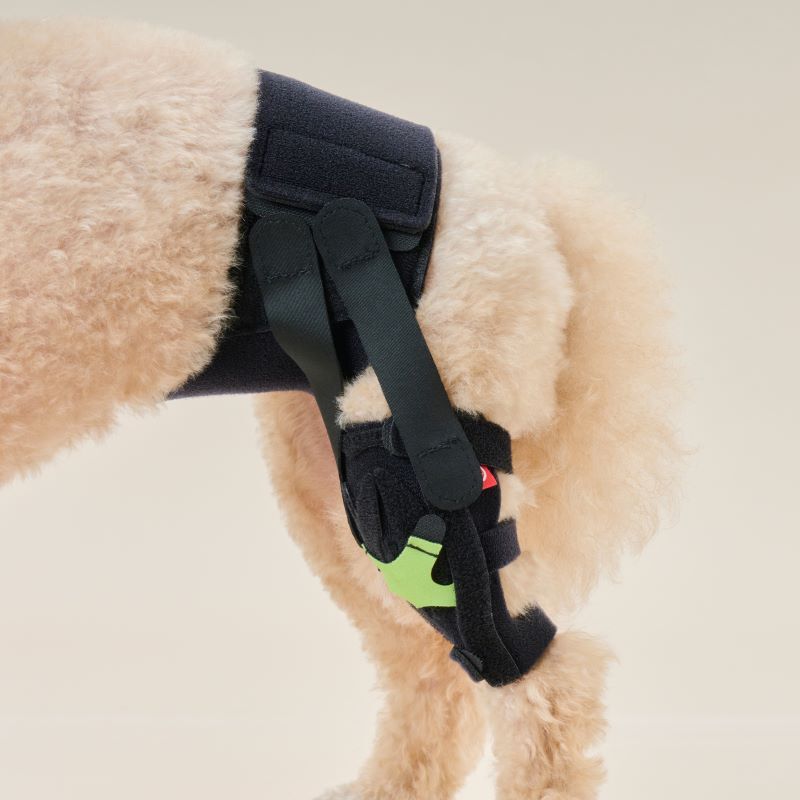anifull 犬膝蓋支撐前十字韌帶輔助帶