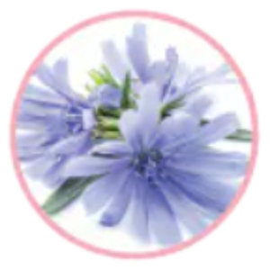 菊苣根萃取物