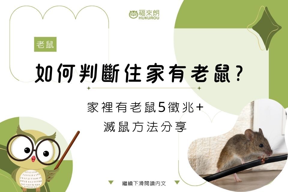 如何判斷住家有老鼠？怎麼抓？家裡有老鼠5徵兆+滅鼠方法分享