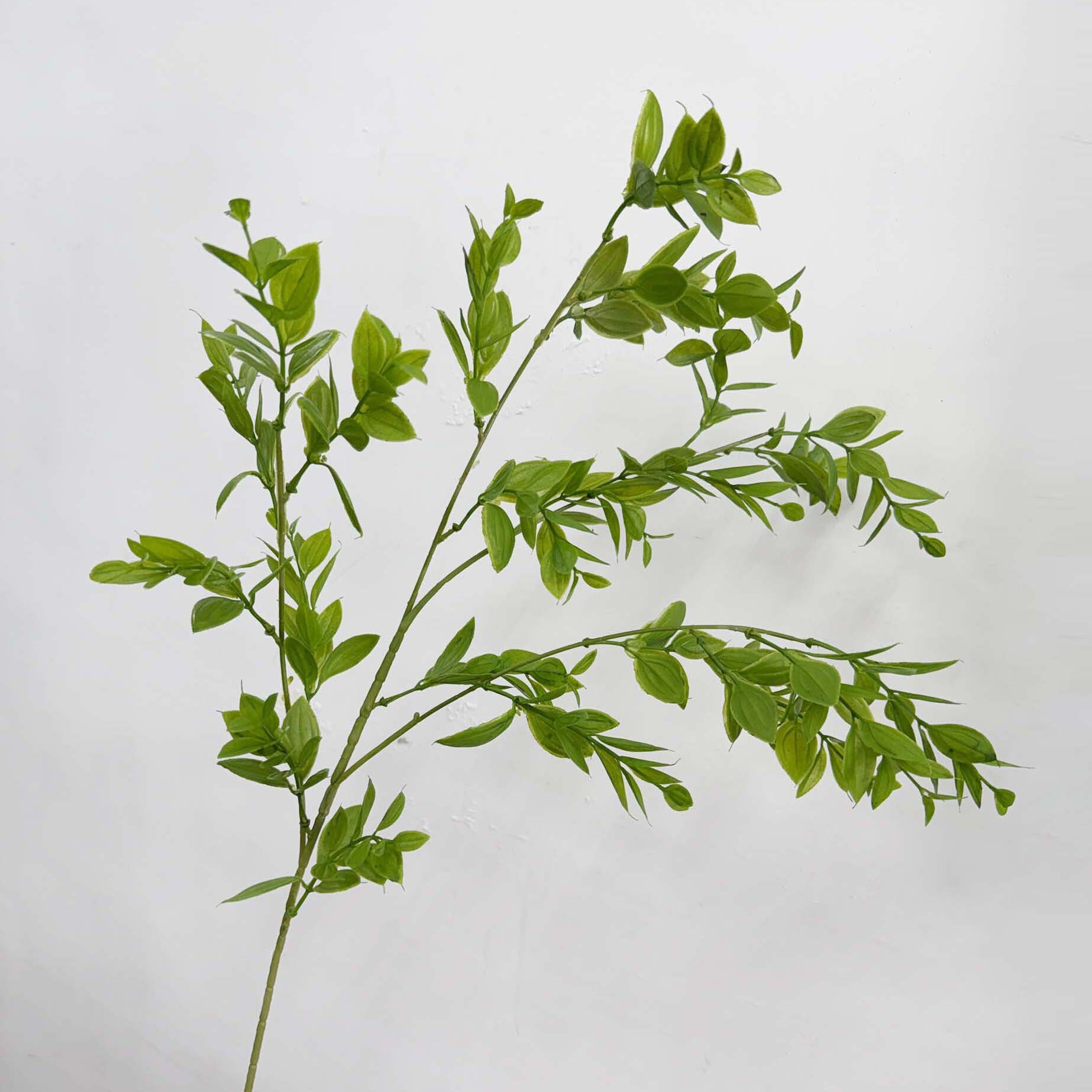 仿真膠桿貴妃葉