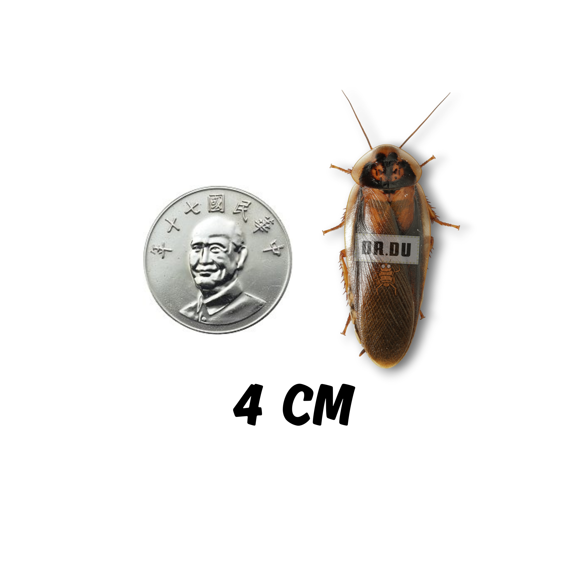 黑金公成體杜比亞 (不分色)