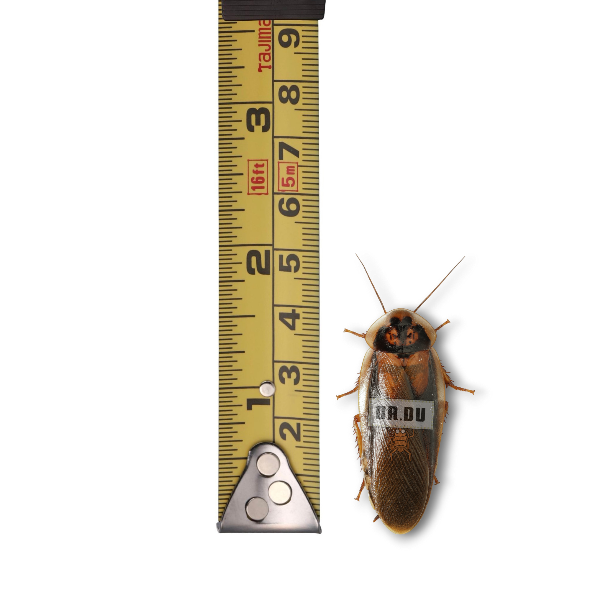 黑金公成體杜比亞 (不分色)