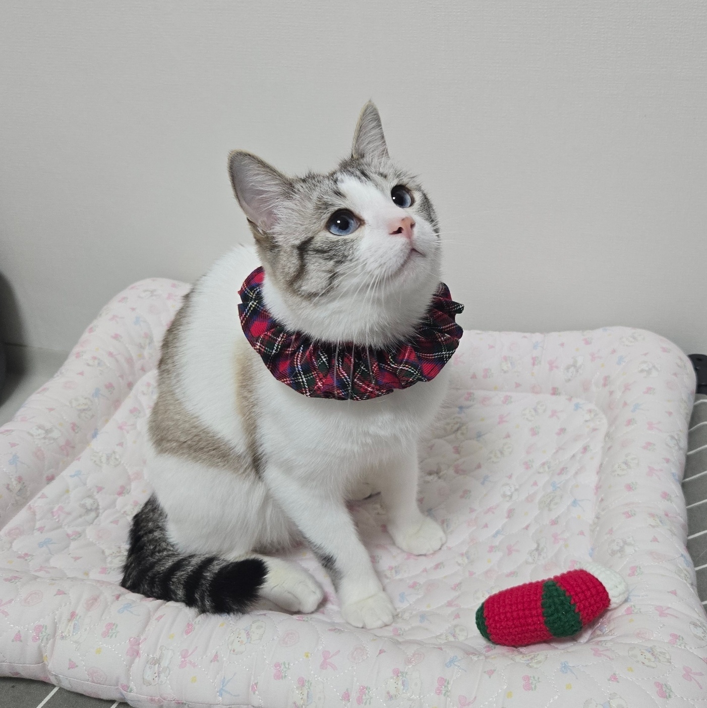 【ℕ𝔼𝕎】聖誕格紋領巾（贈同款大腸髮圈）