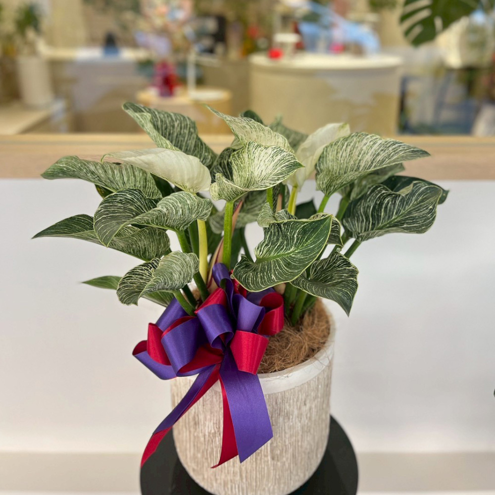 鉑金蔓綠絨 質感盆栽