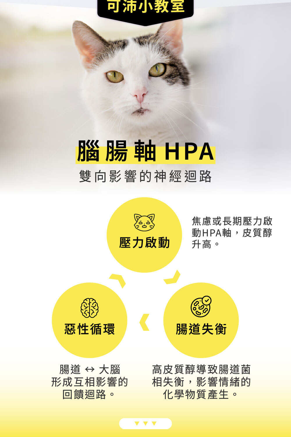 貓咪壓力導致腸道失衡,進而影響情緒,並形成惡性循環|可沛寵藥Koolpal