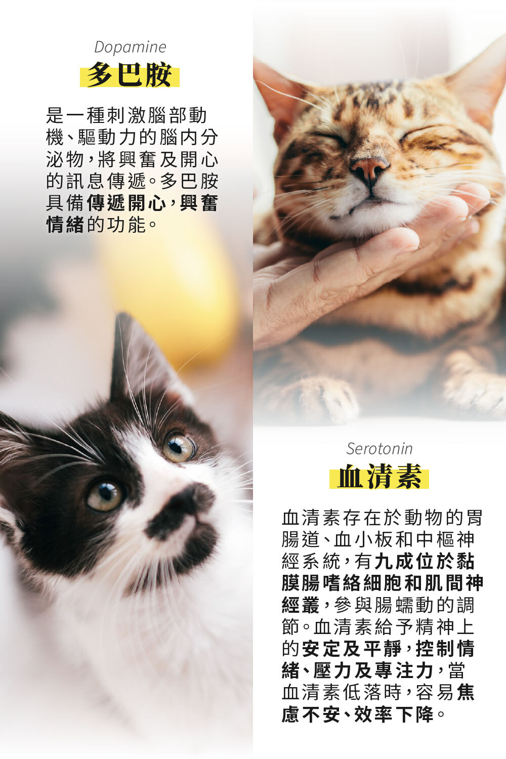可立靜添加專利陽光益生菌,研究證實提升貓咪腦部多巴胺與血清素含量|可沛寵藥Koolpal