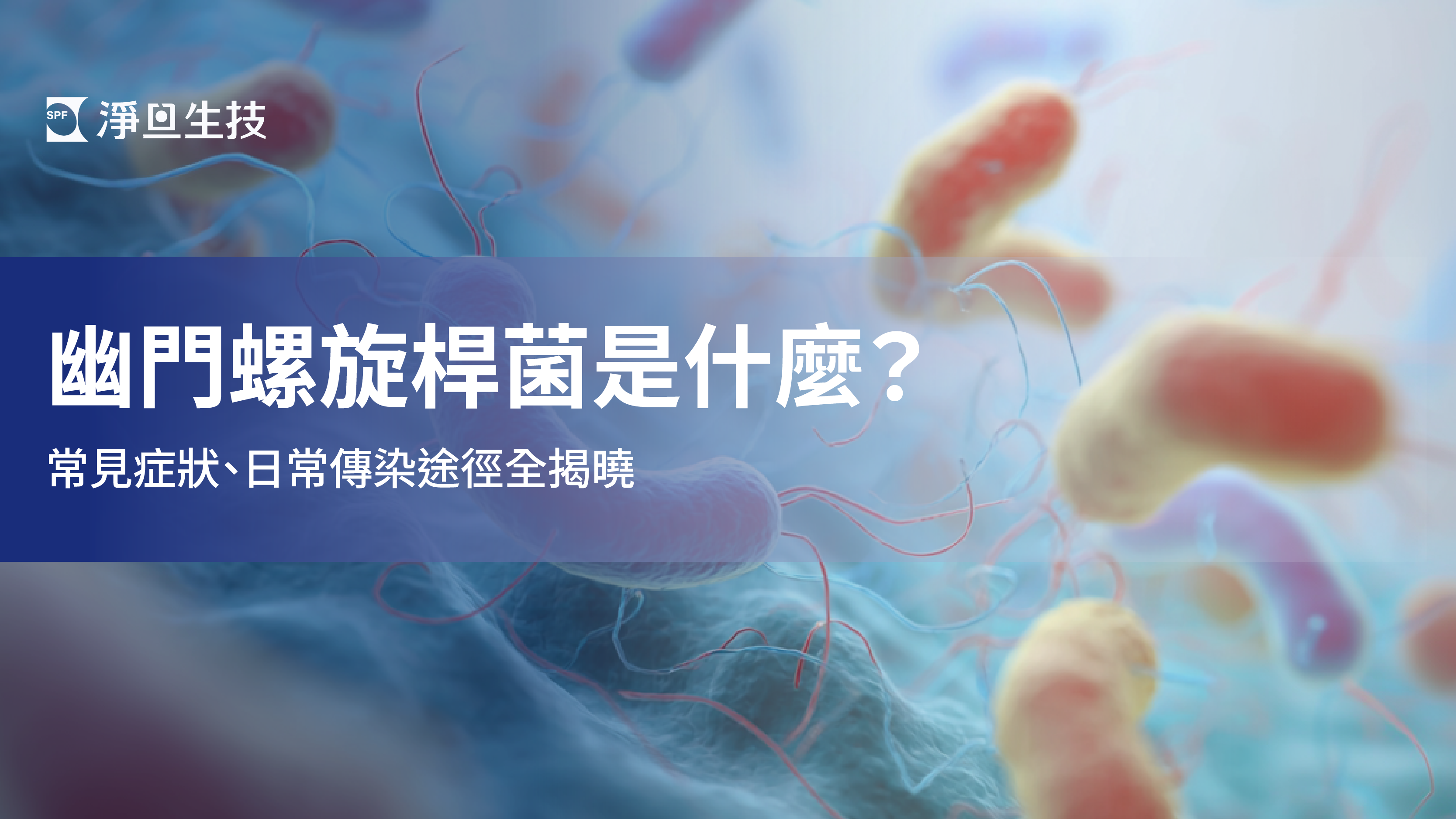 幽門螺旋桿菌示意圖