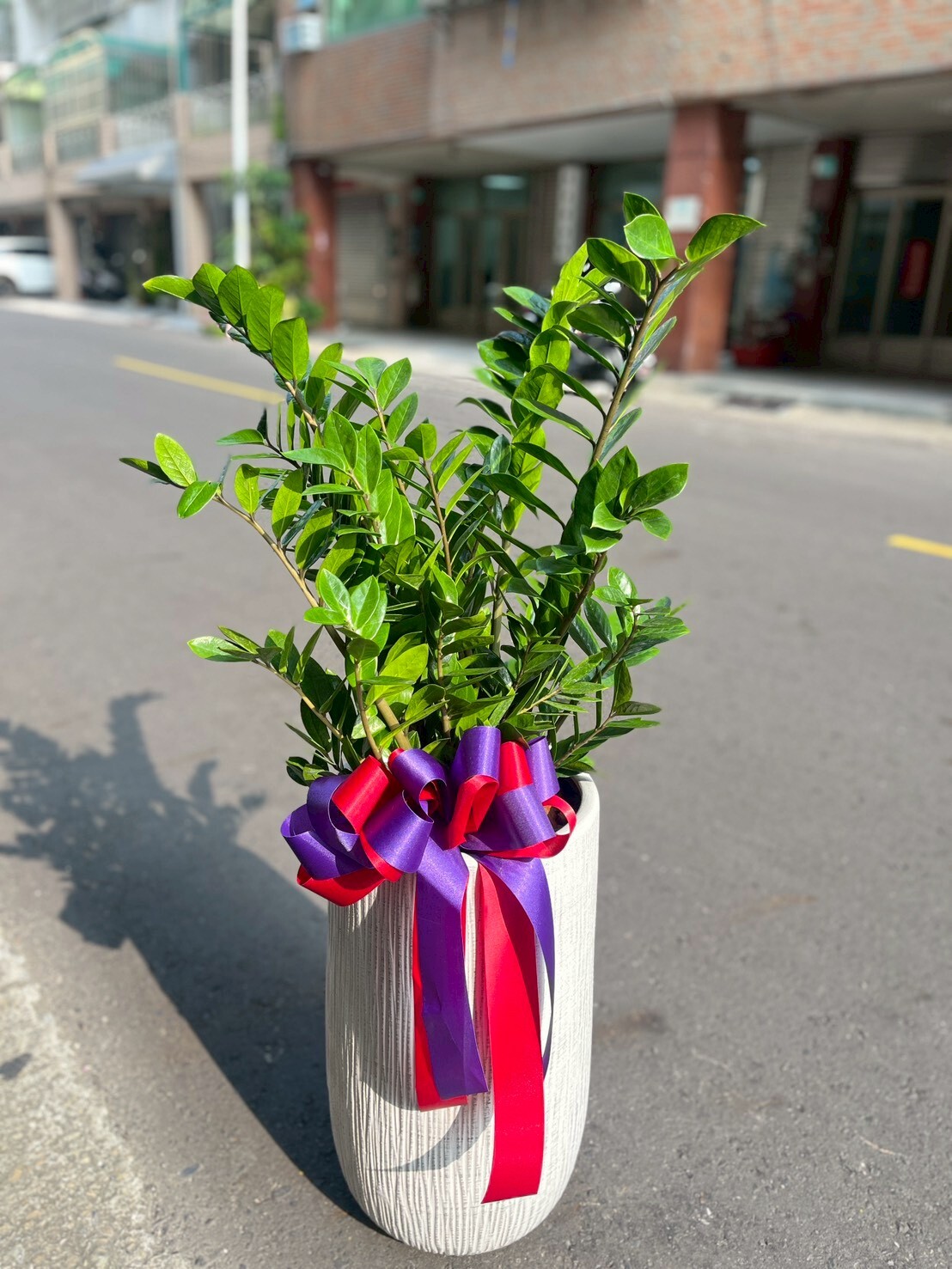 金錢樹落地盆栽