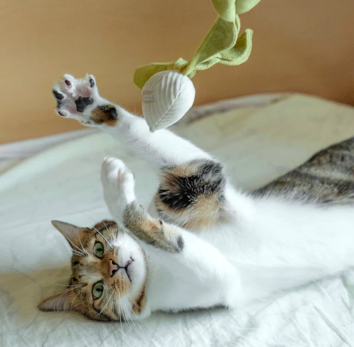 Lambwolf  - 貓咪白蘿蔔  (奶油色)