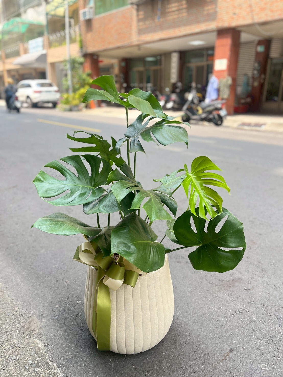 龜背芋 質感盆景